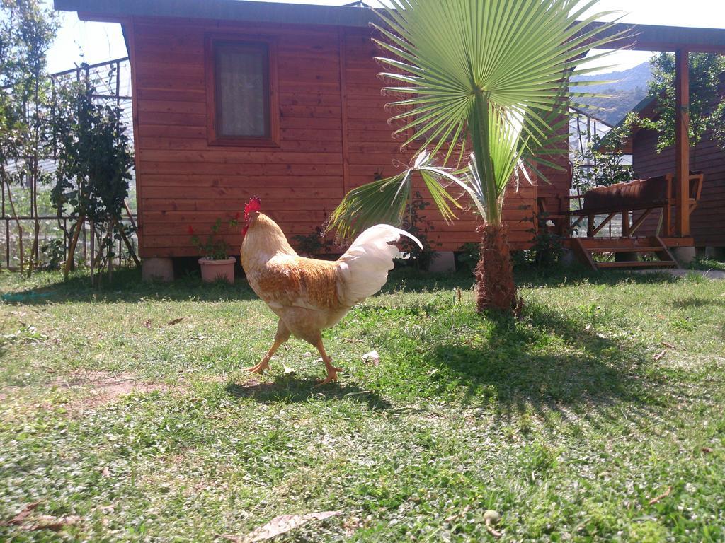 Sera Pansiyon Çıralı Exteriér fotografie