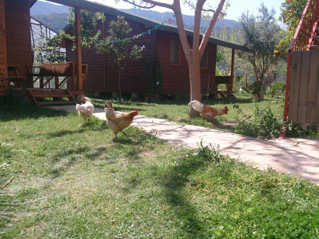 Sera Pansiyon Çıralı Exteriér fotografie